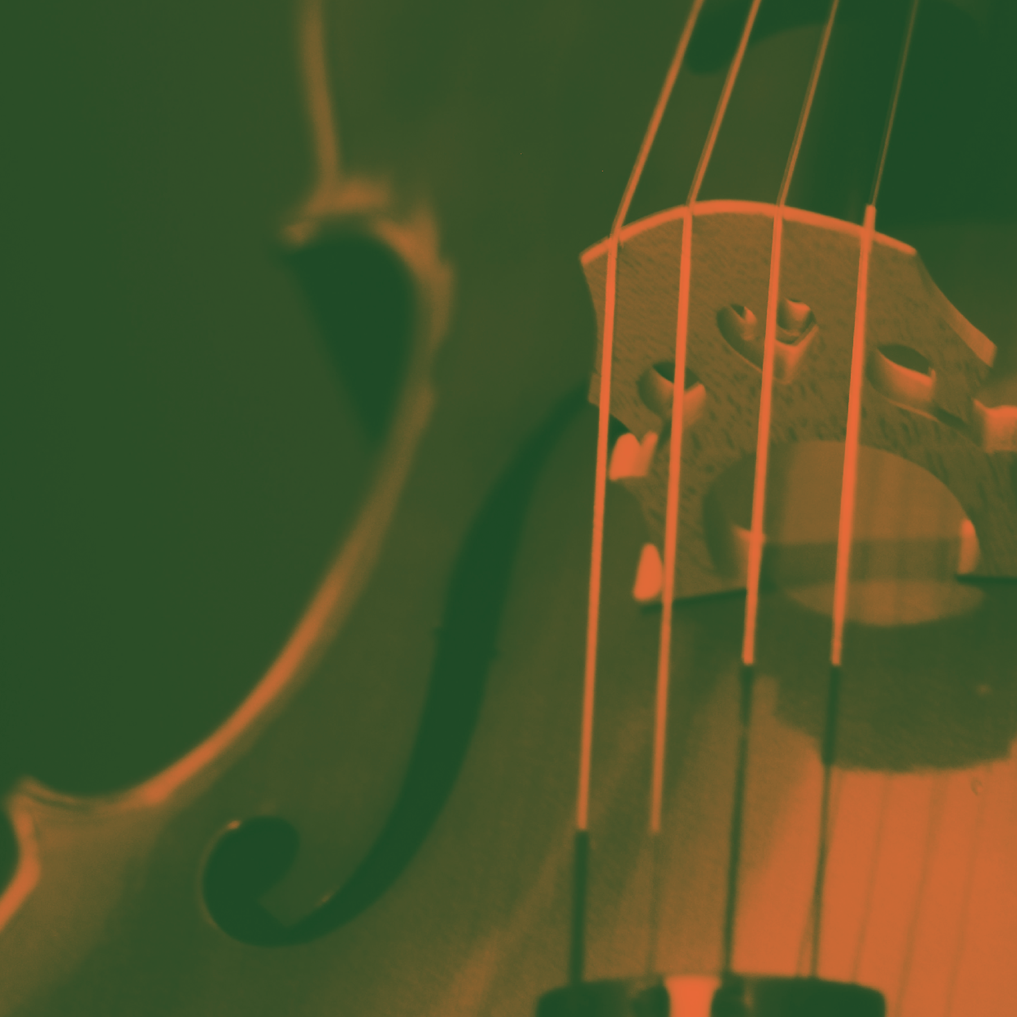 Bridge and strings of a cello — duotone